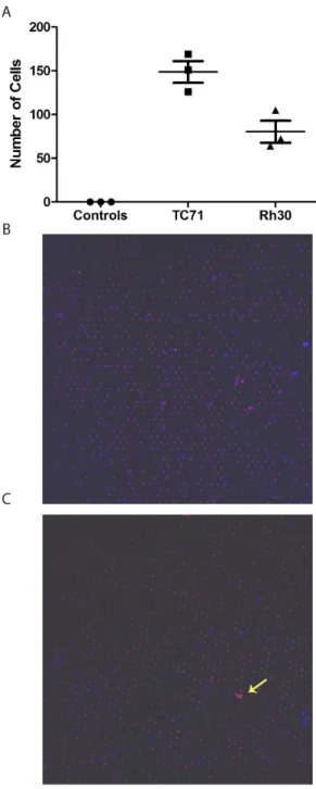 Figure 1: Validation of methodology.  (A) Blood from healthy volunteers was filtered (control) or was spiked with approximately 100  cells from the indicated cell line and then filtered