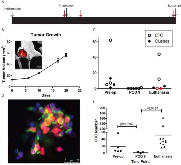 Figure 2: CTC in animal models.  (A) Schematic of experimental design. Major events (tumor implantation, hindlimb amputation, and  euthanasia) are indicated with black arrows