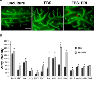 Fig. 3. Comparative analysis of prolactin-stimulated mouse mammary anlagen and control samples