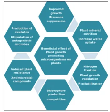 Fig. 1: Graphical representation of the functions and outcome of rhizosphere microorganism