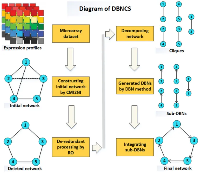 Figure 8: The diagram of DBNCS method. (1) Using the CMI2NI algorithm, and through the gene microarray data to construct  from the five genes and the interaction between the composition of the network structure profiles