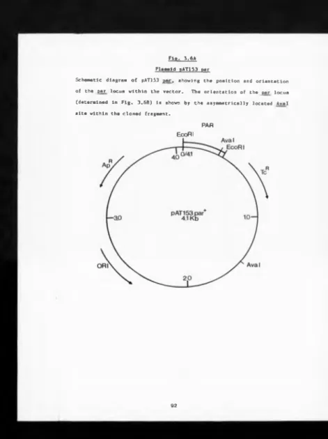 Fig.  3.6A  Plasmid  pAT153  par