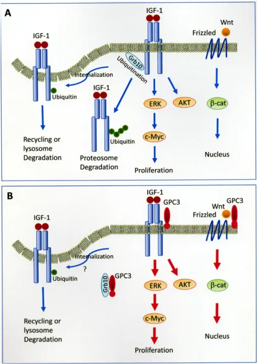 Figure 8: Models of GPC3-enhanced signal transduction.  (A) Activation of Wnt and IGF-1 signaling pathways without the  presence of GPC3