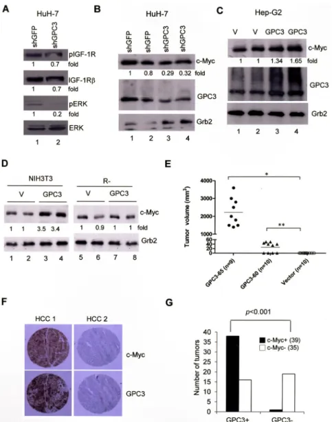 Figure 4: ERK phosphorylation and c-Myc expression are both dependent on GPC3.  (A) HuH-7 cells were transiently  transfected with shGFP or shGPC3