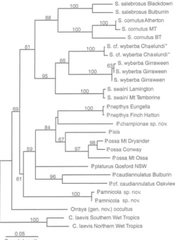FIG. 1. Phylogeny of leaf-tailed geckos based on a 399 base pair fragment of MtDNA cytochrome  b  gene