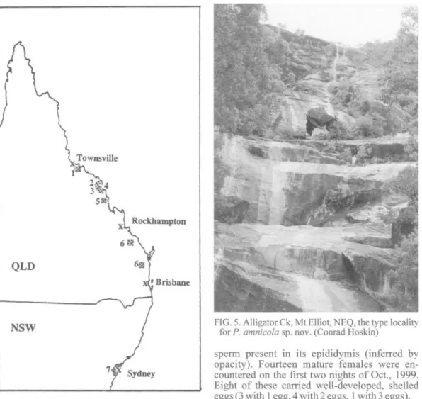 FIG. 4. Occurrence of Phyllurus spp. in eastern Australia; 1 =P. amnicola,  2  P. ossa,  3  =P