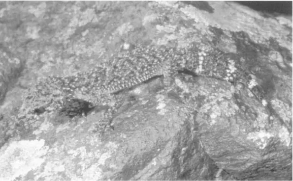 FIG. 6.  Phyllurus championae  sp. nov. (QM photographic collection, image ref. NX758) Cameron Ck, MEQ.