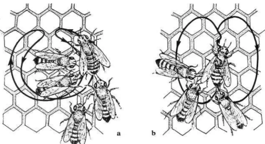 fig. 7a A bee performs the round dance, indicating forage close by, followed by four workers  who will later leave to search for the food, b The wagtail dance indicates both the direction  and distance of the food