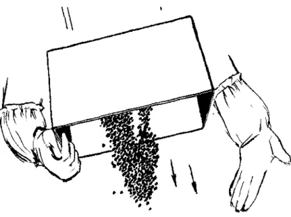 fig. 27 To remove the rest of the bees from  the box pick the box up in the right hand  and bang it down on the left hand as shown