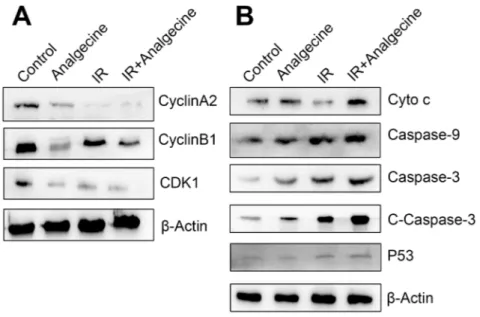 Figure 7: Western blot analysis of G2/M checkpoint and apoptosis pathway proteins in Analgecine and IR treated  A549 cells