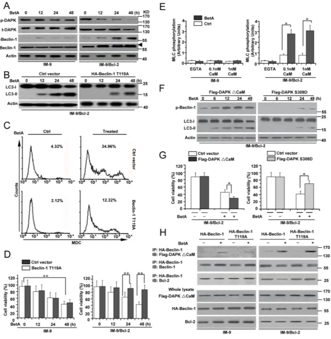 Figure 4: DAPK-mediated Beclin-1 phosphorylation contributes to BetA-induced autophagic cell death