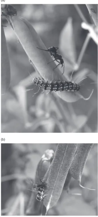 Table 1. The frequency of ants on individuals of Crotalaria pallida (n  = 30) in south-eastern Brazil