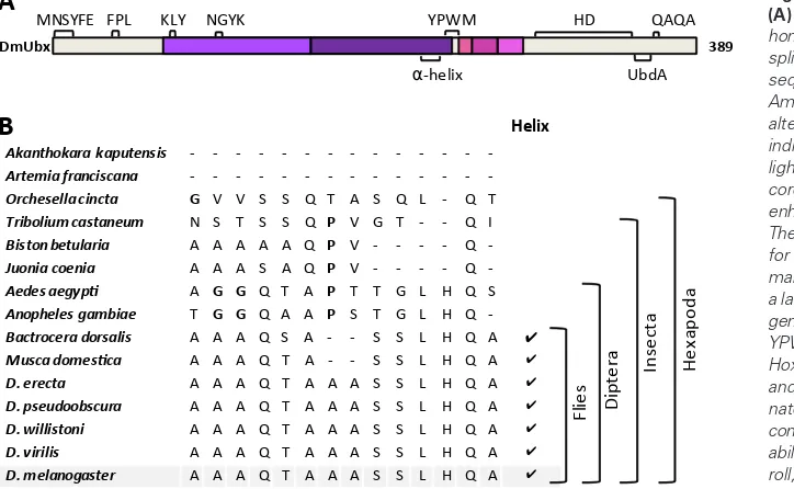 Fig. 1. Evolution of the a-helix activation domain.  DmUbx sequence schematic, showing the 