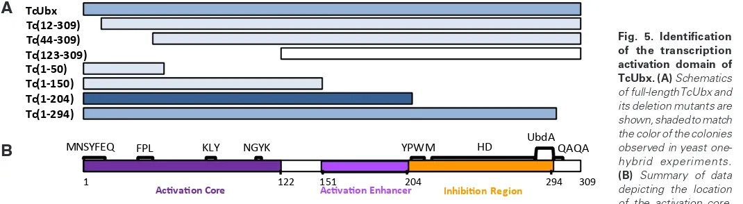 Fig. 4. Identification of the transcrip-tion activation domain of JcUbx. (A)  Schematics of full-length JcUbx and its deletion mutants are shown, shaded to match the color of the colonies observed in yeast one-hybrid experiments
