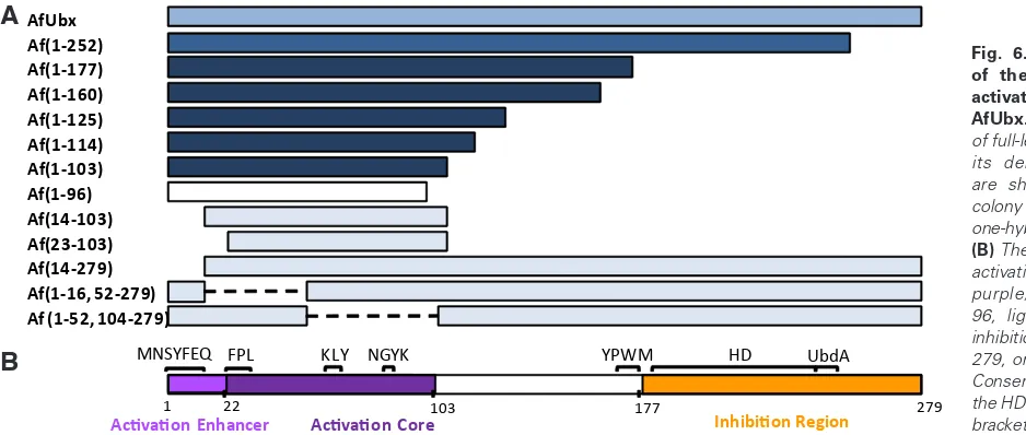 Fig. 6. Identification of the transcription activation domain of AfUbx. (A) Schematics of full-length AfUbx and its deletion mutants are shaded to match colony color from yeast one-hybrid experiments