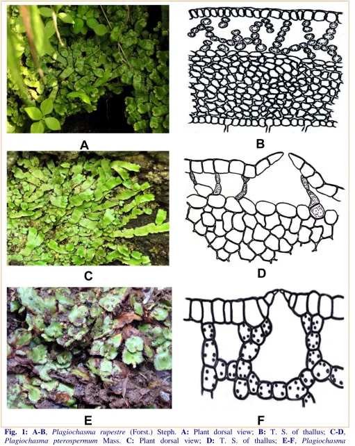 Fig. 1: A-B, Plagiochasma rupestre (Forst.) Steph. A: Plant dorsal view; B: T. S. of thallus; C-D, Plagiochasma pterospermum Mass