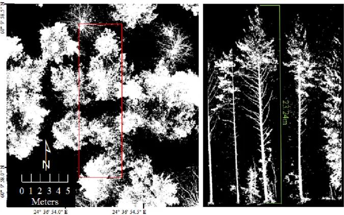 Figure 2. Example of modeled reference trees, top view on the left and side view on the right