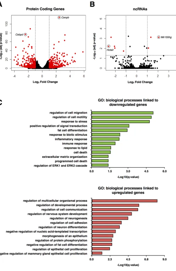 Figure 1: RNA-seq  analysis of protein-coding genes and ncRNAs  in mouse preadipocytes