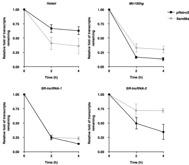 Figure  3:  Sam68  regulates  lncRNA  expression  by  modulating  transcript  stability