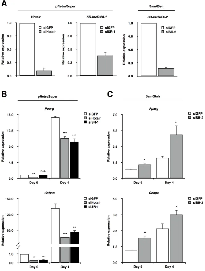 Figure 4: Sam68-regulated lncRNAs are required for adipogenic differentiation.  (A) RT-qPCR confirmation of lncRNA  knockdown  in  pRetroSuper  (Hotair,  SR-lncRNA-1)  and  Sam68sh  (SR-lncRNA-2)  3T3-L1  cells