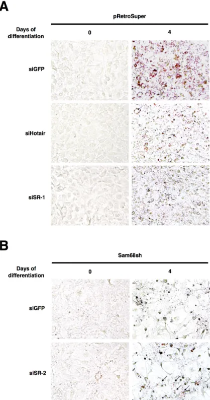 Figure 5: Sam68-regulated lncRNAs are required for lipid accumulation.  (A and B) Oil red O staining (40X) on day 0 and day 