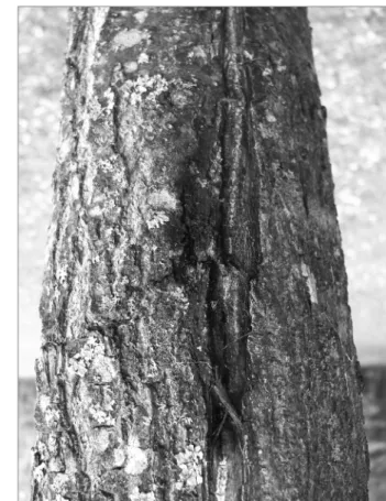 Fig. 3. The bleeding spots on bark of Alnus glutinosa in 