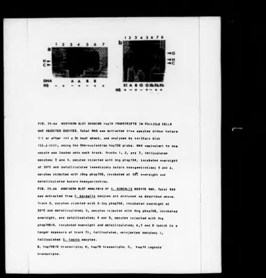 FIG. IV.6a NORTHERN BLOT SHOWING hsp70 TRANSCRIPTS IN FOLLICLE CELLS 