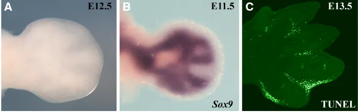 Fig. 1. Early morphological and molecular evidence of digit formation. (A) Dorsal view of a fresh E12.5 mouse embryo autopod in which the digits and interdigits are readily distinguishable
