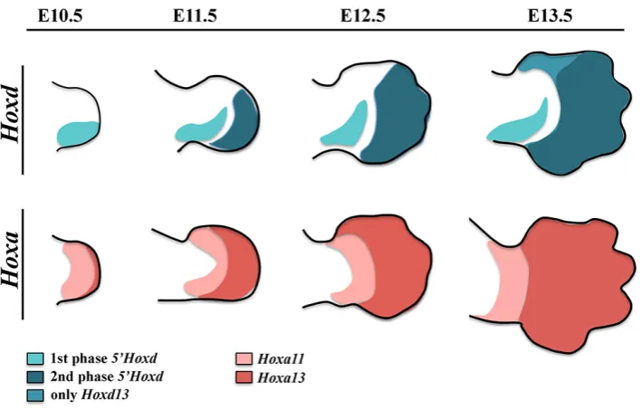 Fig. 2. Hoxd and Hoxa gene expression patterns during limb development.
