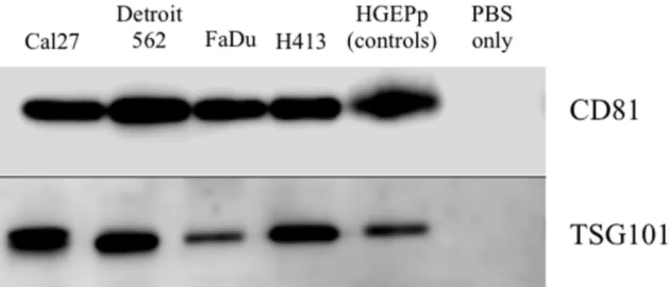 Figure 2: Western blot analysis of protein expression of exosome-associated tetraspanin CD81 and cytosolic endosomal  sorting complex component TSG101 for exosome isolates from conditioned cell culture media for head and neck  squamous carcinoma cell lines