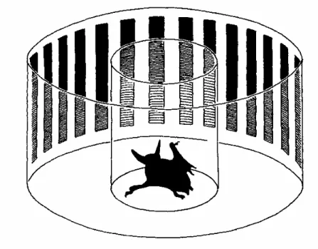 Fig. 1. – The device used for the optomotor response tests, in which a bat is presented  with rotating, striped patterns of different fineness