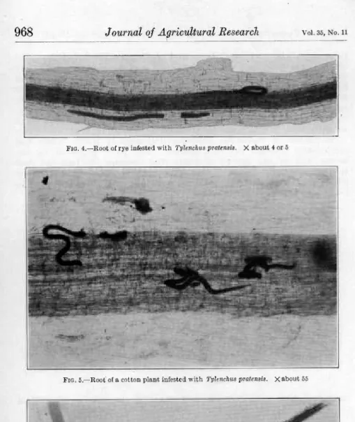FIG.  4.—Root of rye infested with Tylenchus pratensis.   X about 4 or 5 