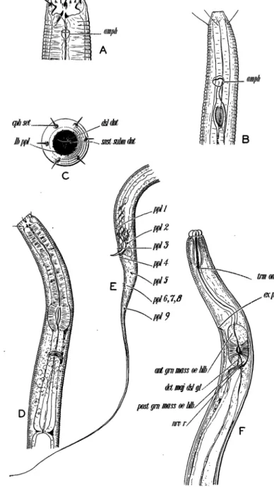 FIG.  10.— A.  Head end of Diplogaster asymmetricus s. sp.; amph, amphid.  X about 1,400