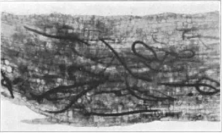 FIG.  1.   Portion of a lily-of-thc-valley root infested with TylencJius pratcrisisTii^ ^liu\
