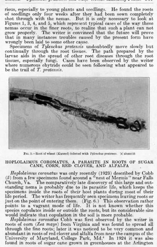 FIG.  3.—Root of wheat (Kanred) infested with Tylenchus pratensis.   X about ."»5 