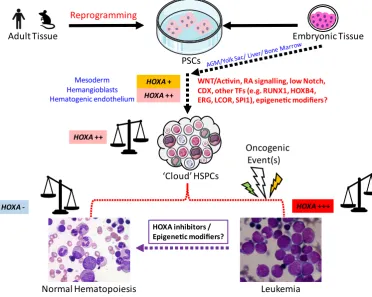 Fig. 2. A schematic of HOXA gene expression in normal, engineered and malignant hematopoiesis