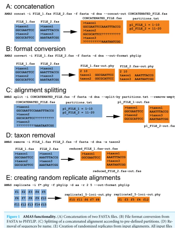 Figure 1 AMAS functionality. (A) Concatenation of two FASTA files. (B) File format conversion from FASTA to PHYLIP