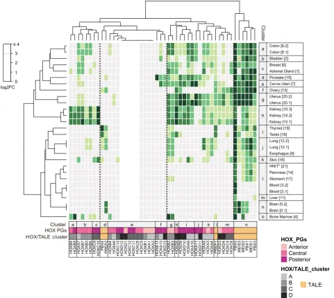 Fig. 2. Unsupervised clustering of HOX and TALE expression profiles in normal tissues