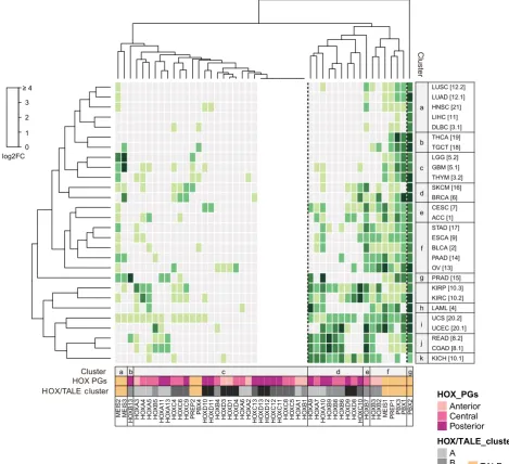 Fig. 4. Unsupervised clustering of HOX and TALE expression profiles in cancer tissues