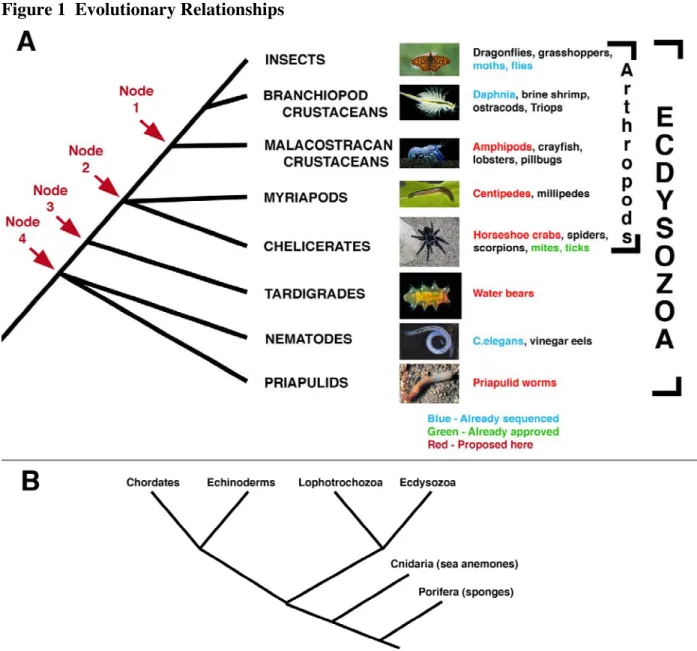 Figure 1  Evolutionary Relationships