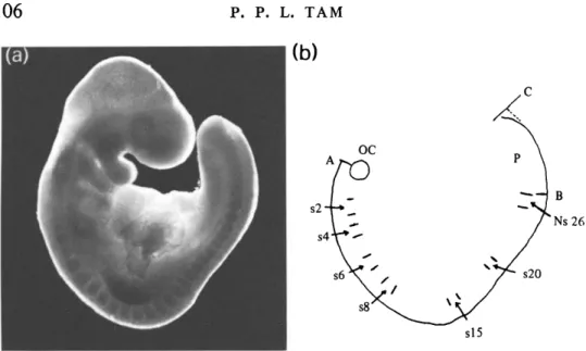 Fig. 1. (a) A 26-somite-stage mouse embryo and (b) a camera-lucida drawing of  the embryo