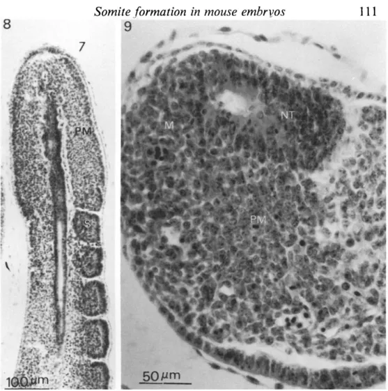 Fig. 8. A section through the tail of a 10-5-day embryo, showing presomitic meso­