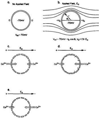 FIGURE  1  (a)  A  spherical  cell  with  a  membrane  potential  of  - 7 0   mV.  (b)  The  effects  of  a  uniform  applied  electrical  field