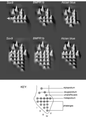 Table 1. Summary of gene expression and development in normal and vestigial chicken digits