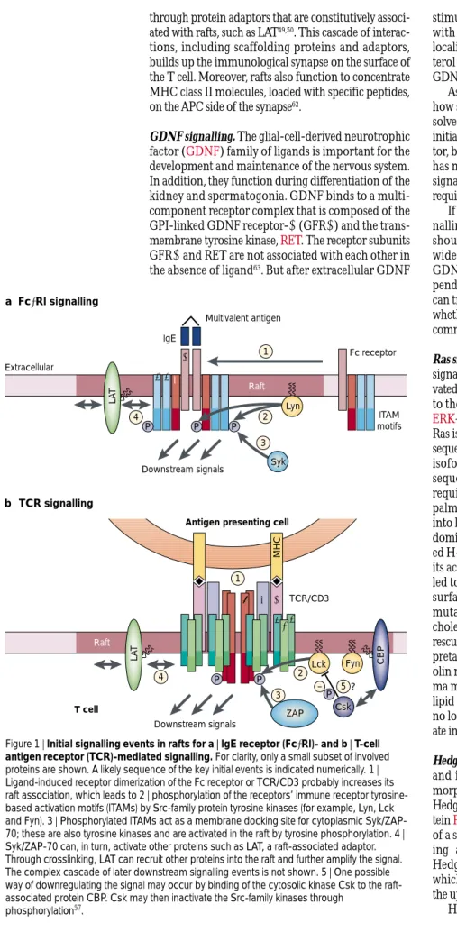Figure 1 | Initial signalling events in rafts for a | IgE receptor (Fc ε RI)- and b | T-cell antigen receptor (TCR)-mediated signalling