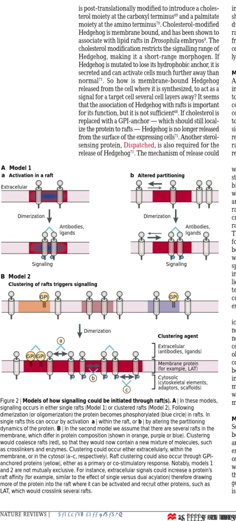 Figure 2 | Models of how signalling could be initiated through raft(s). A | In these models, signalling occurs in either single rafts (Model 1) or clustered rafts (Model 2)