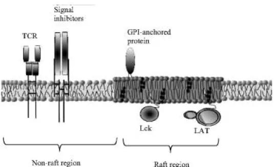 Fig. 1. Model of protein organisa- organisa-tion in the cell membrane of resting T cell