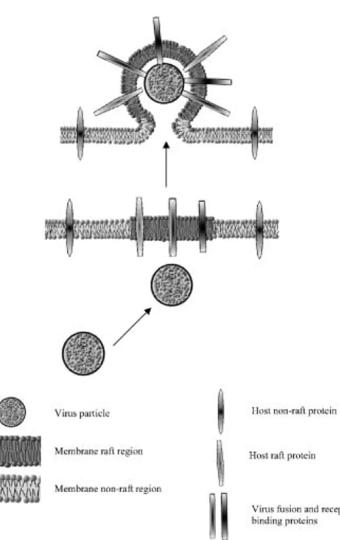 Fig. 2. The viral proteins are pref- pref-erentially localized in the raft region of the host cell