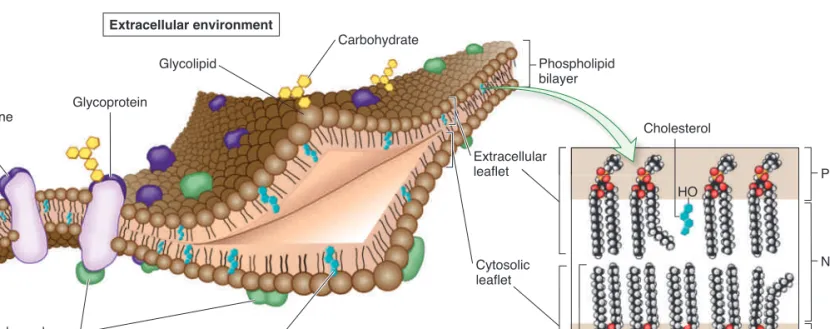 Figure 5.1    Fluid-mosaic model of membrane structure.   The basic framework of a plasma membrane is a phospholipid bilayer