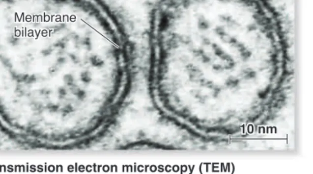 Figure 5.3    Electron micrographs of a biological membrane.   (a) In the  standard form of TEM, a membrane appears as two dark parallel lines